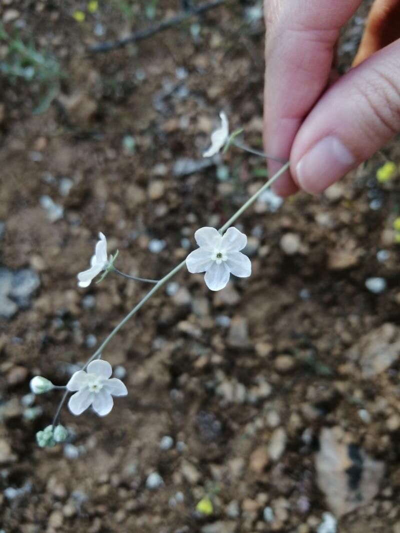 Omphalodes linifolia flower