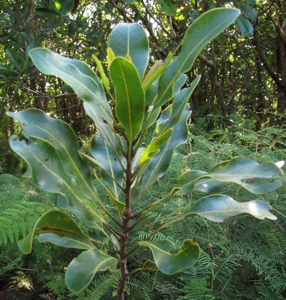 Virotia vieillardii habit