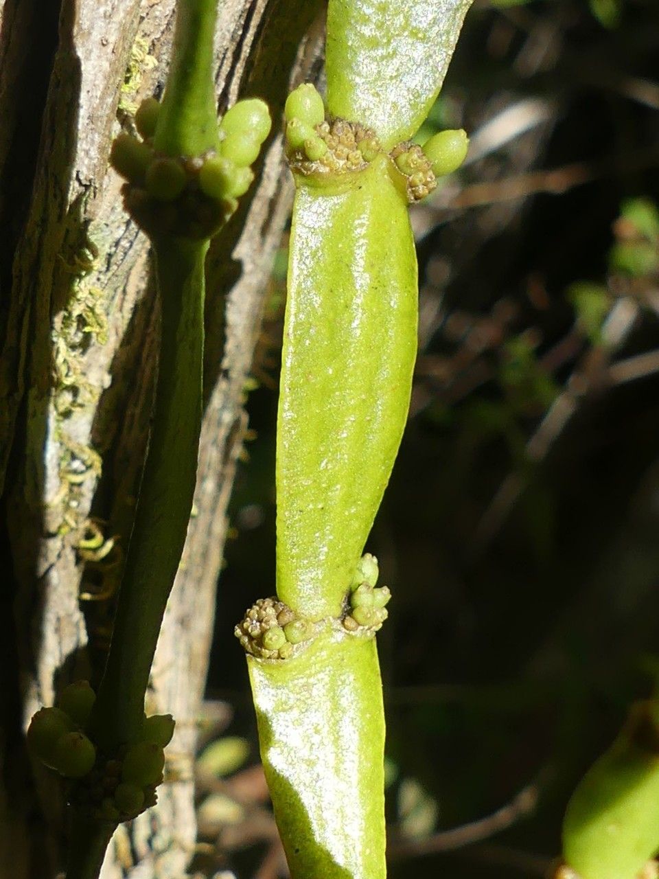 Korthalsella japonica leaf