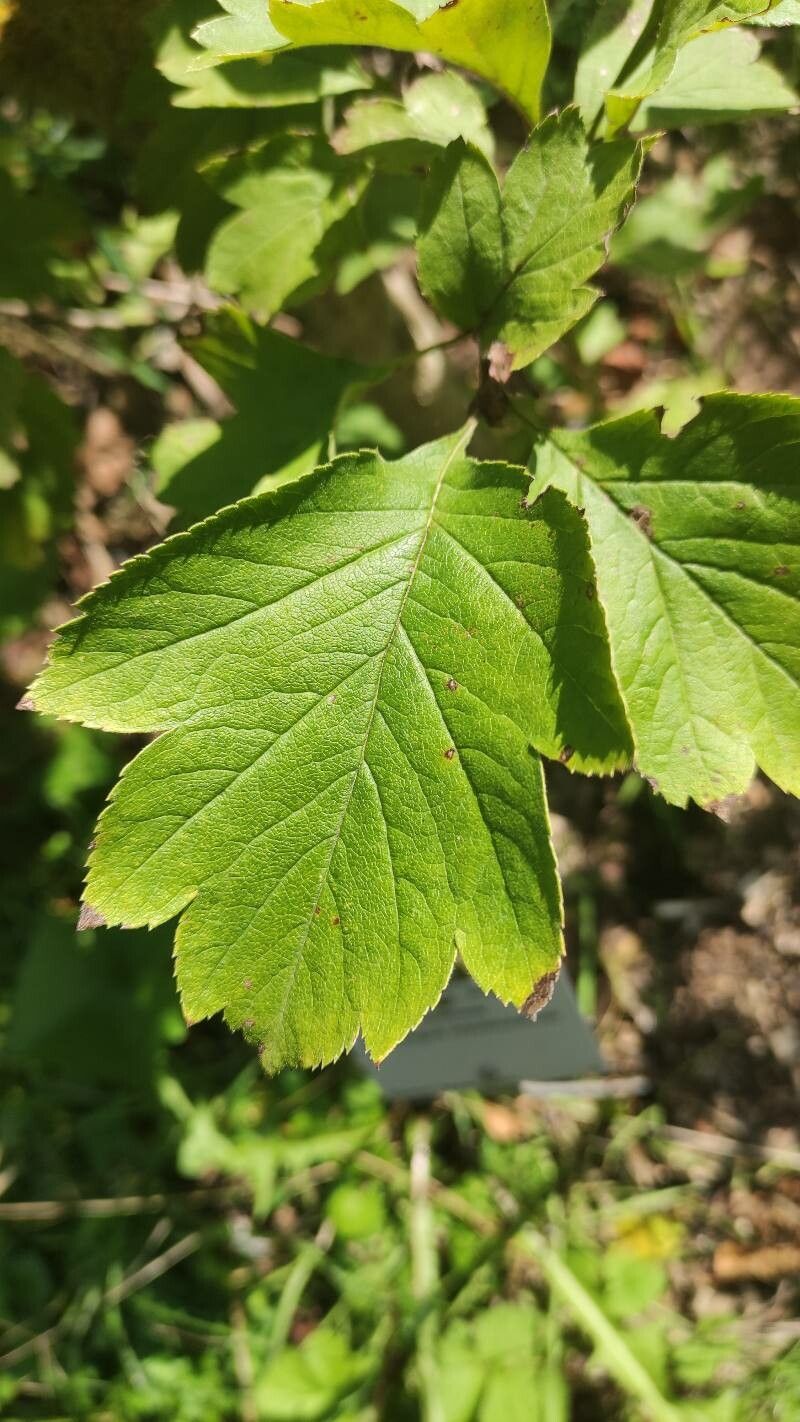 Crataegus maximowiczii — search result for 'Crataegus'