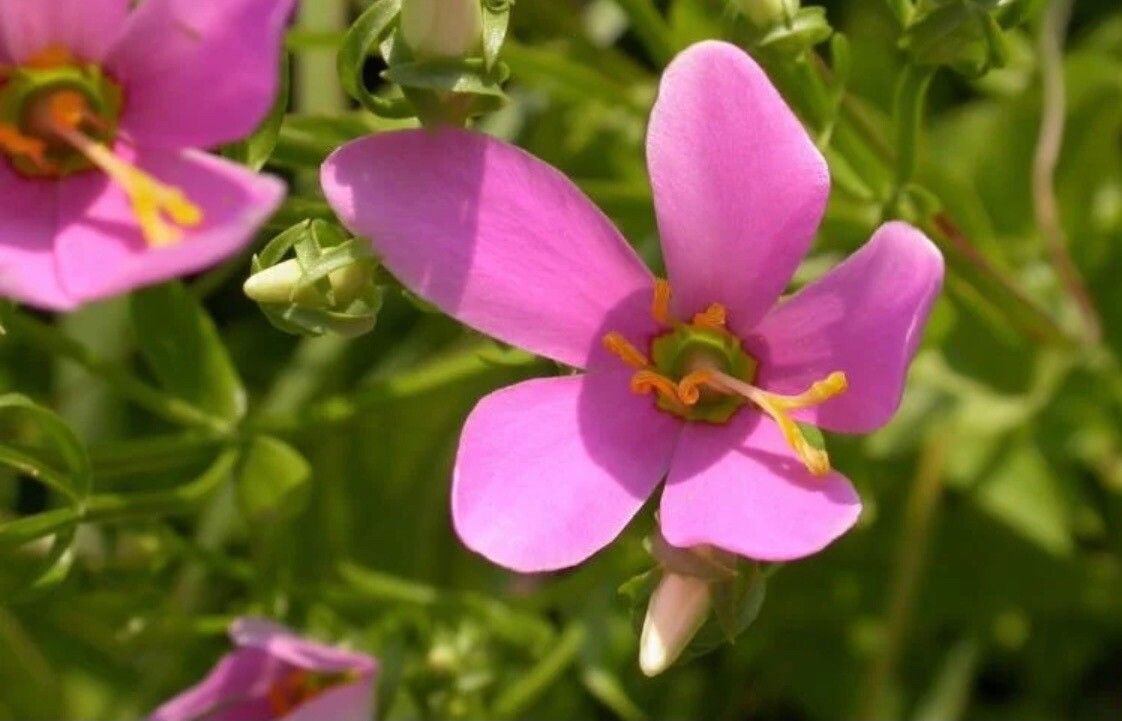 Sabatia campestris flower