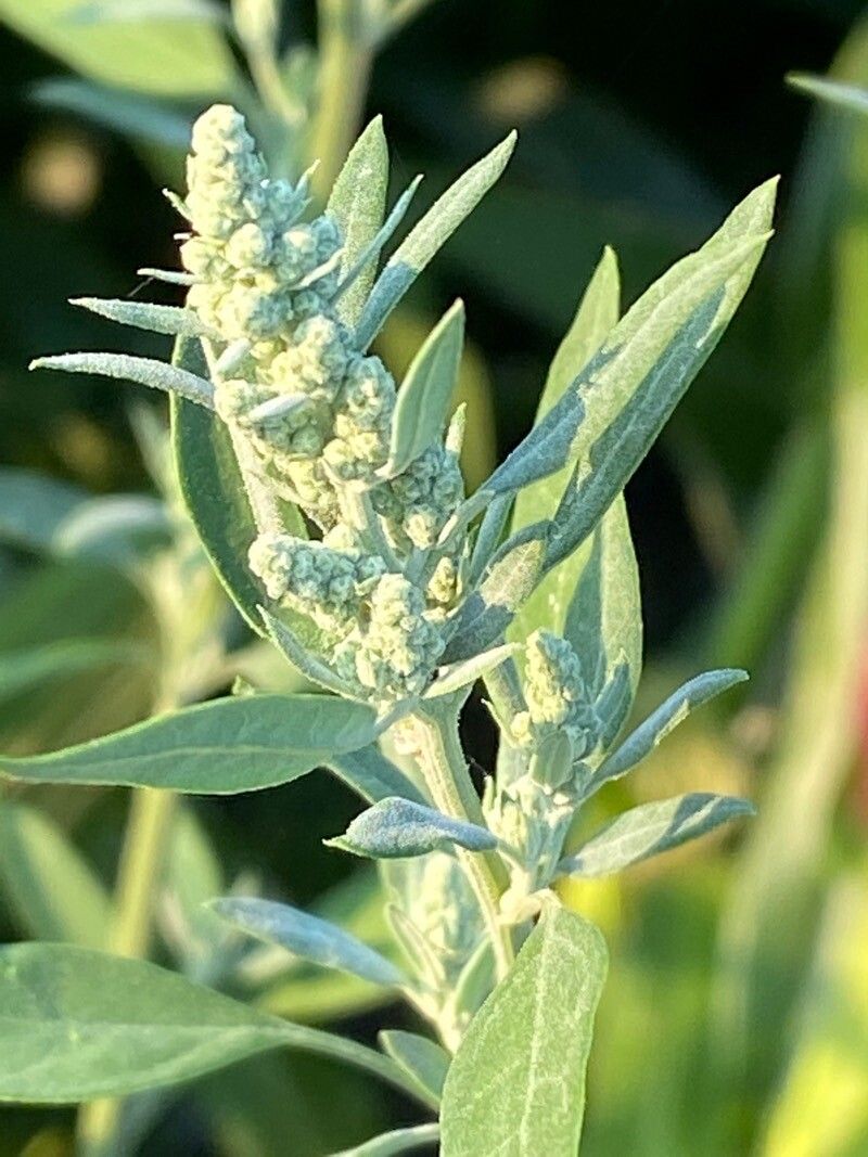 Chenopodium pratericola flower