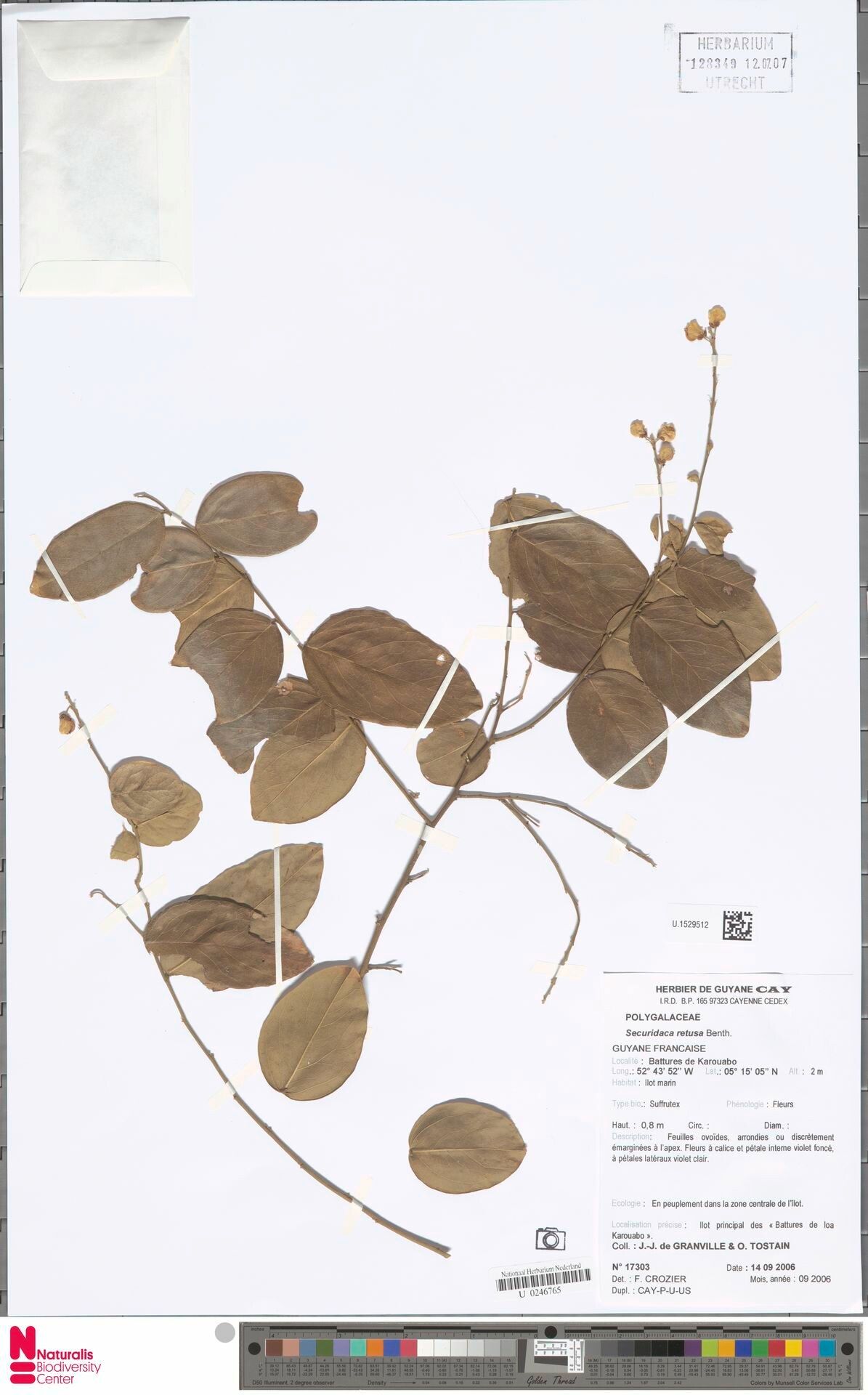 Securidaca retusa — houseplant care guide