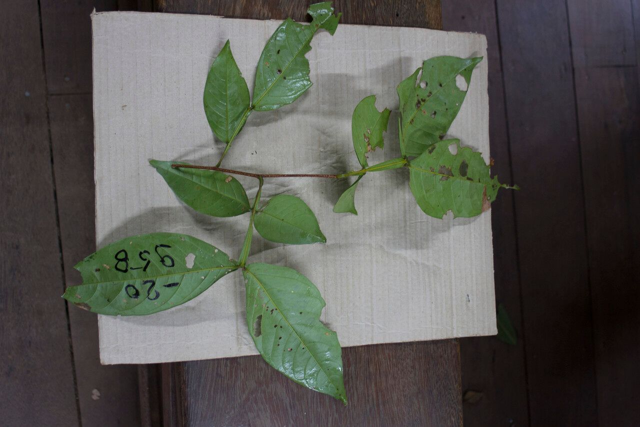 Inga acreana — related species from the same genus