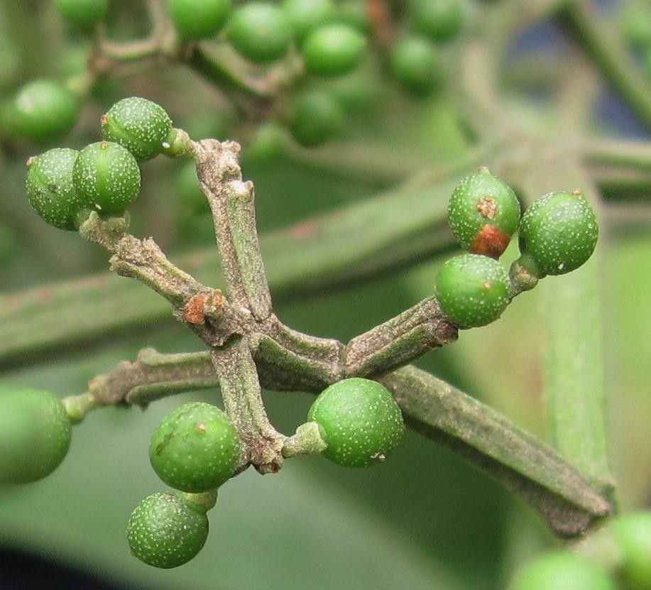 Zanthoxylum acuminatum fruit
