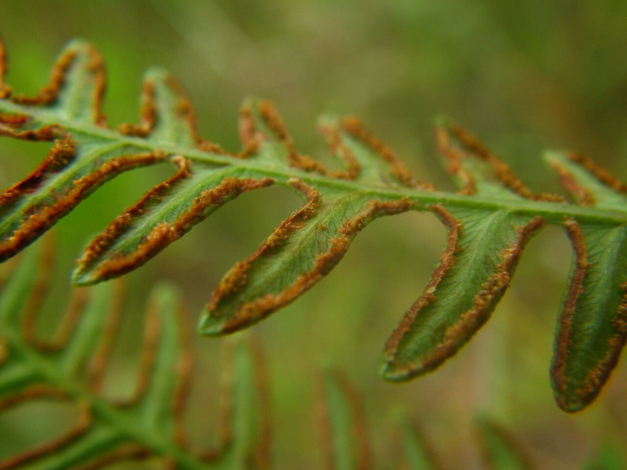 Pteridium caudatum fruit