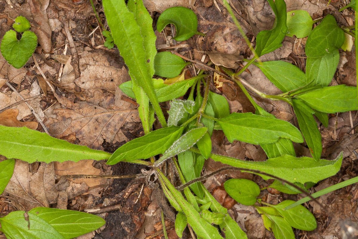 Hieracium laevigatum leaf