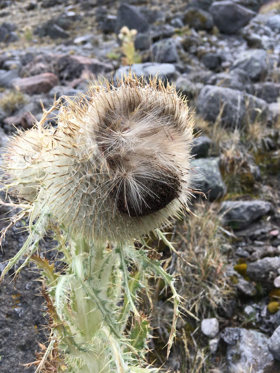 Cirsium nivale flower
