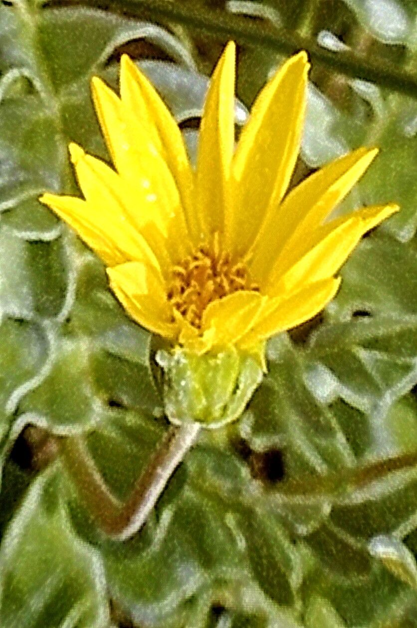 Balsamorhiza sericea — houseplant care guide