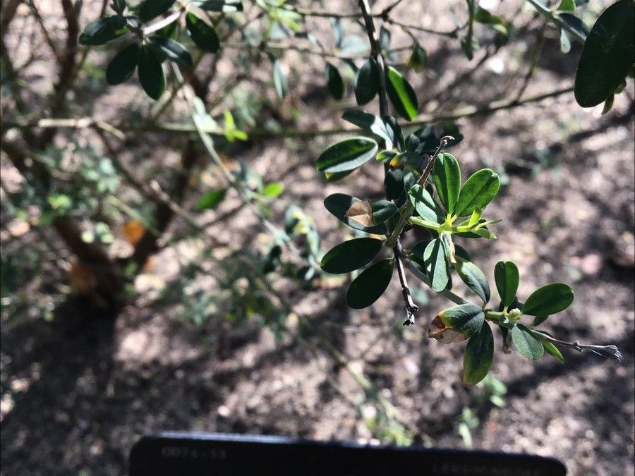 Genista tribracteolata — search result for 'Genista'