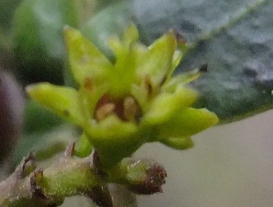 Heberdenia bahamensis flower
