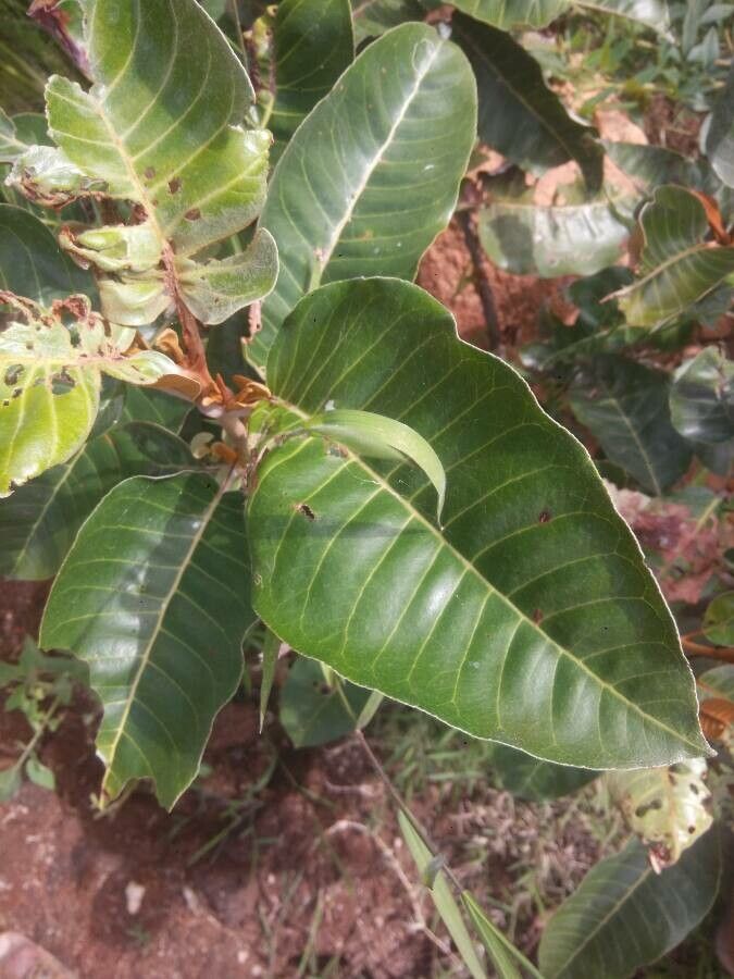 Harungana madagascariensis leaf