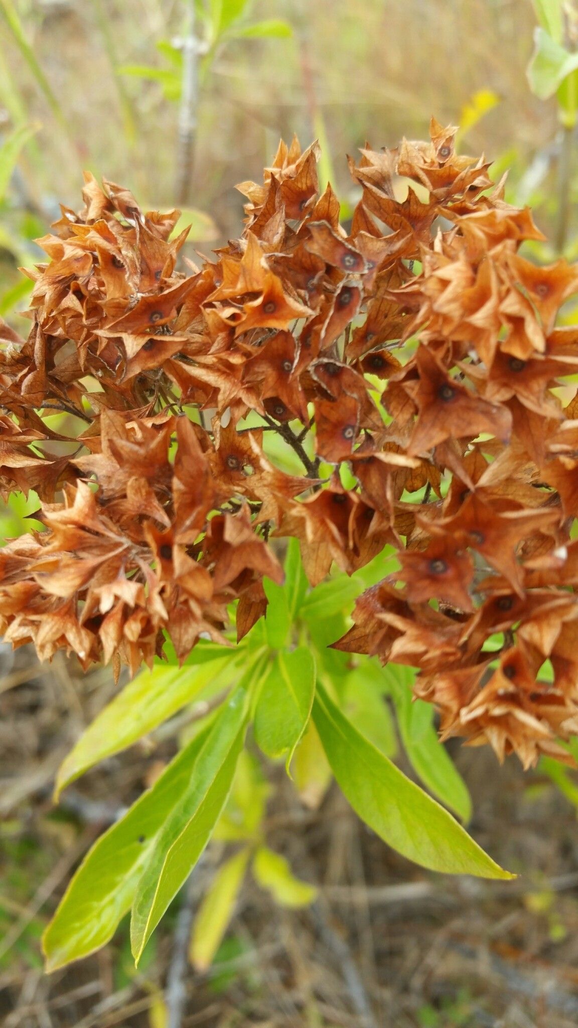 Paracarphalea angulata fruit