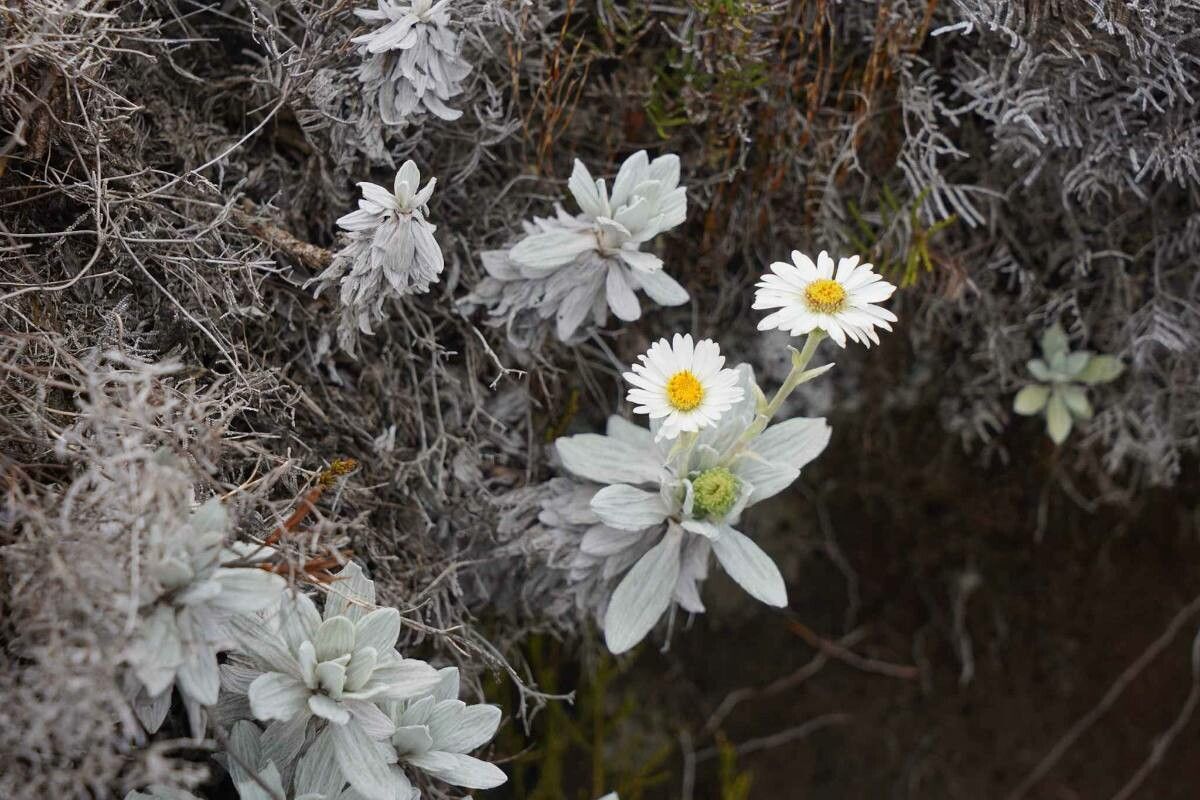 Celmisia incana — houseplant care guide