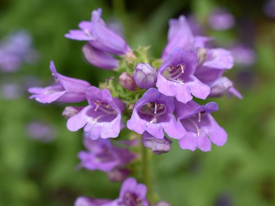 Penstemon serrulatus flower