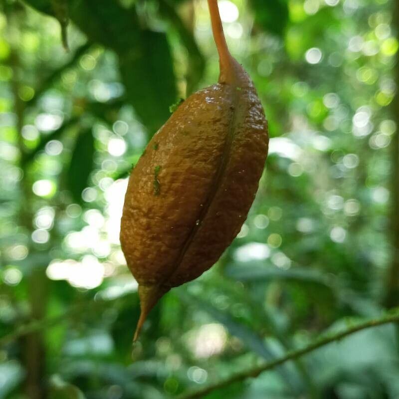Swartzia simplex fruit