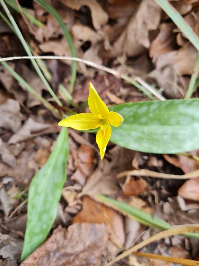 Erythronium umbilicatum — search result for 'Kentucky'