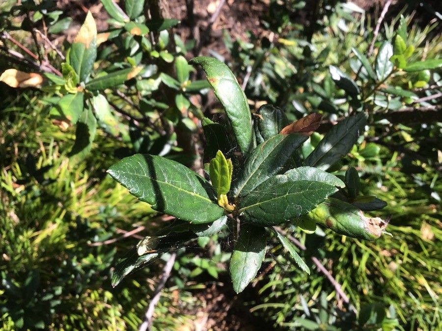 Crinodendron hookerianum