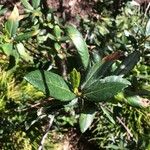 Crinodendron hookerianum