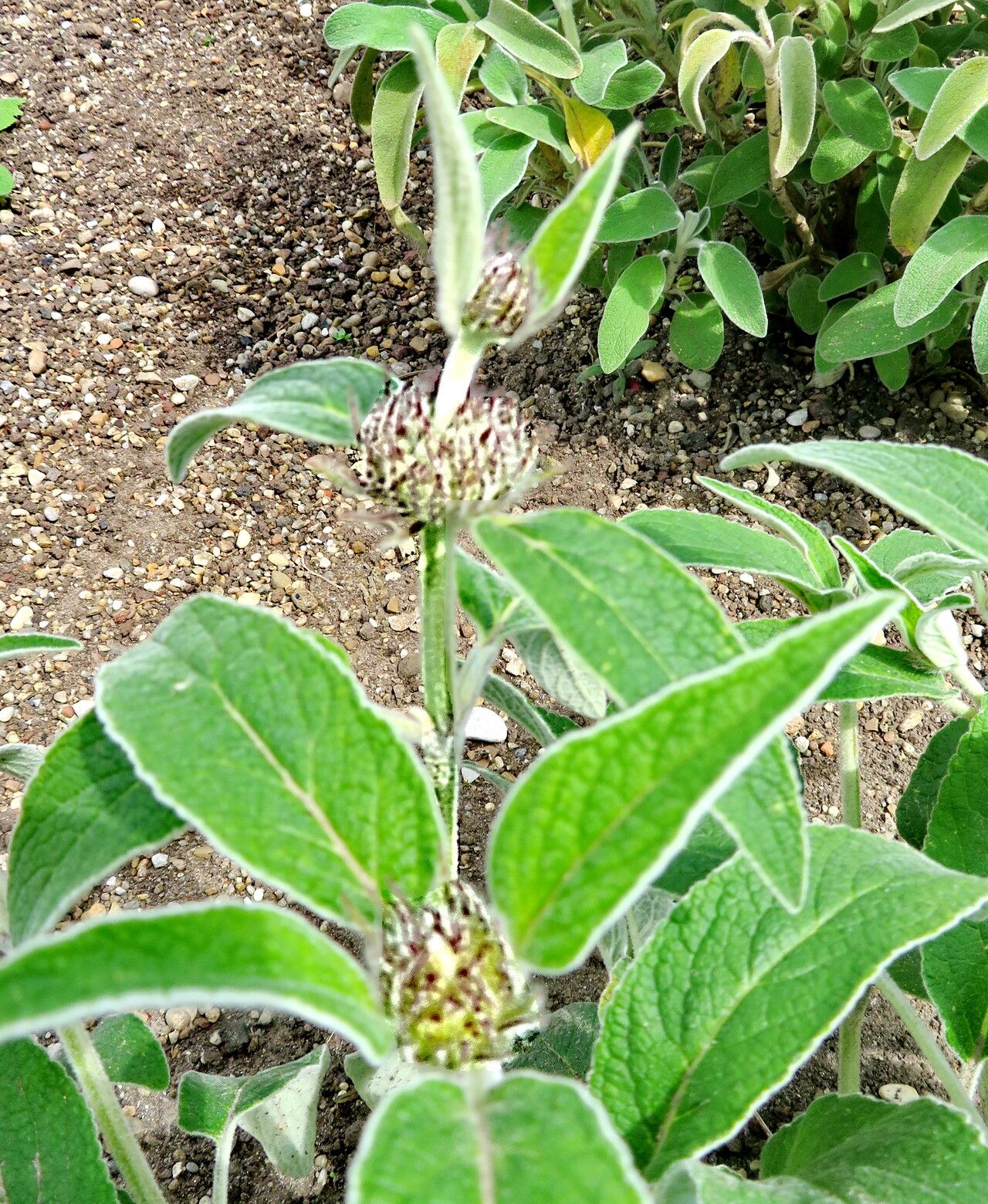 Phlomis cashmeriana — search result for 'Phlomis'