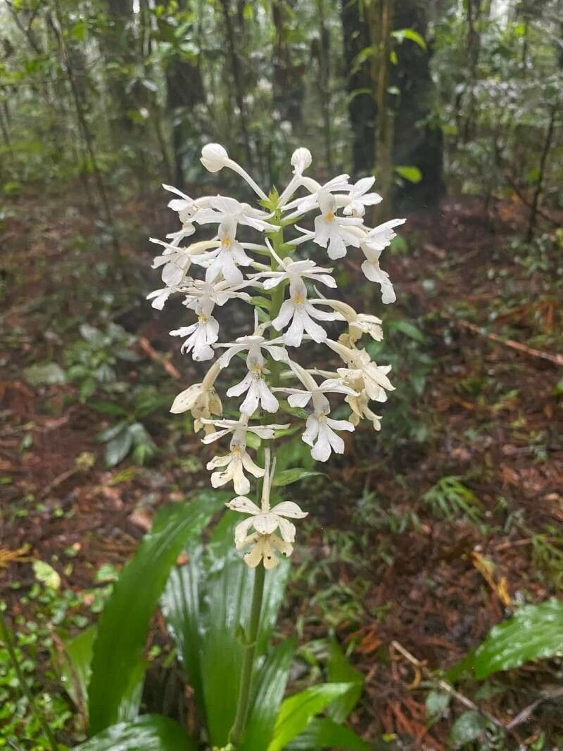Calanthe triplicata flower