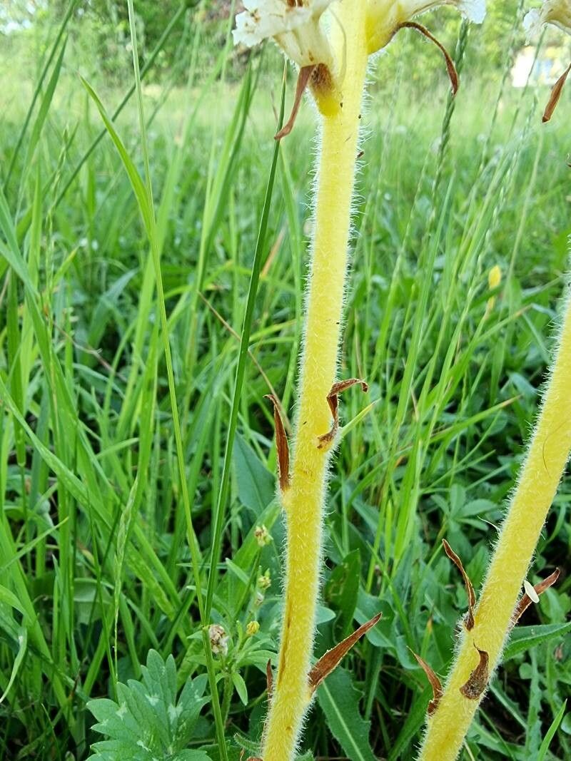 Orobanche picridis bark