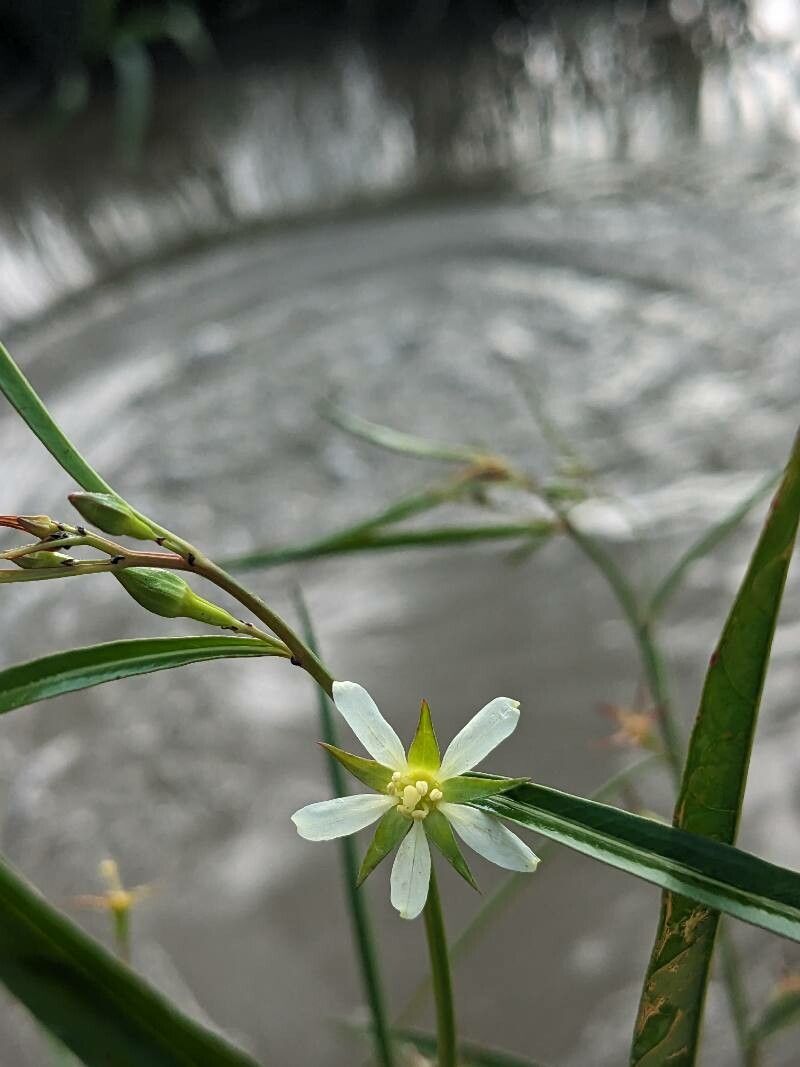 Ludwigia torulosa — search result for 'Ludwigia'