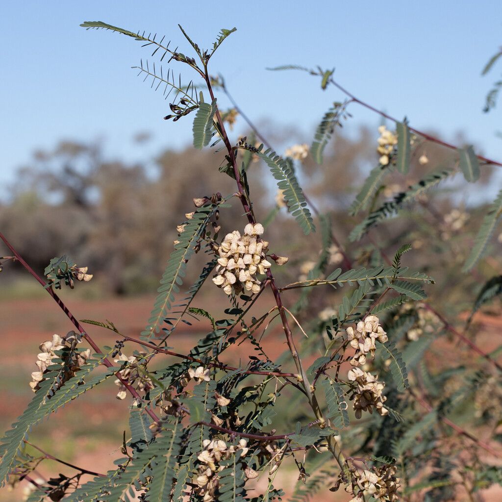 Sesbania benthamiana habit