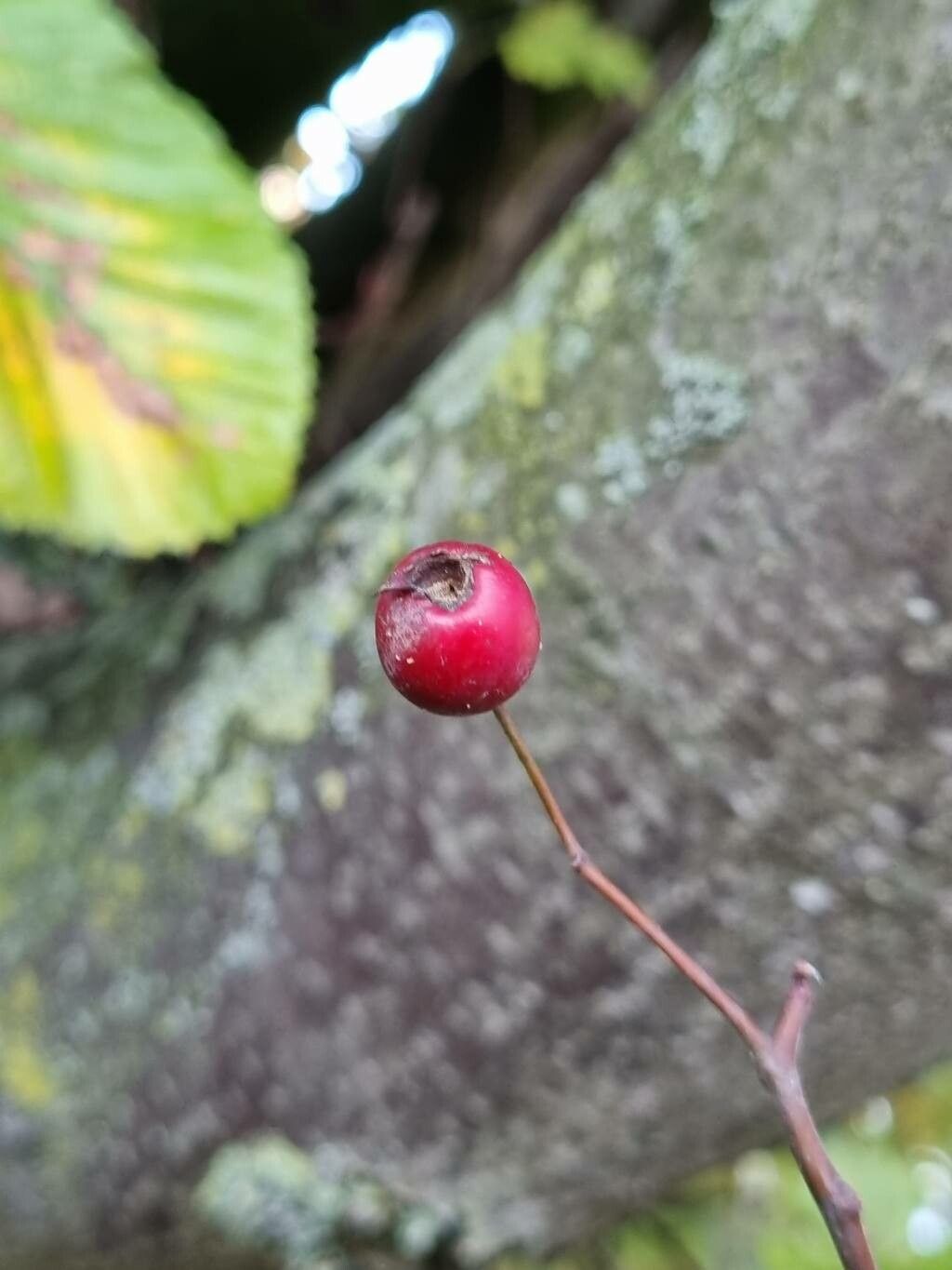 Crataegus × media fruit