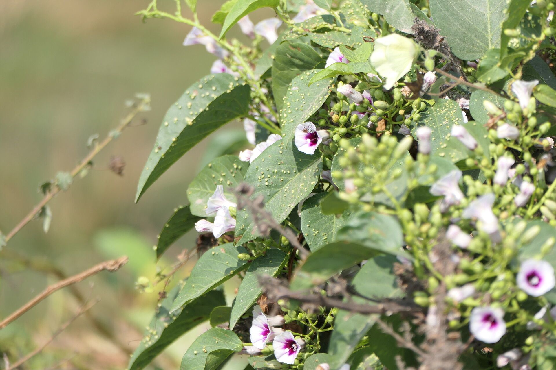 Ipomoea staphylina habit