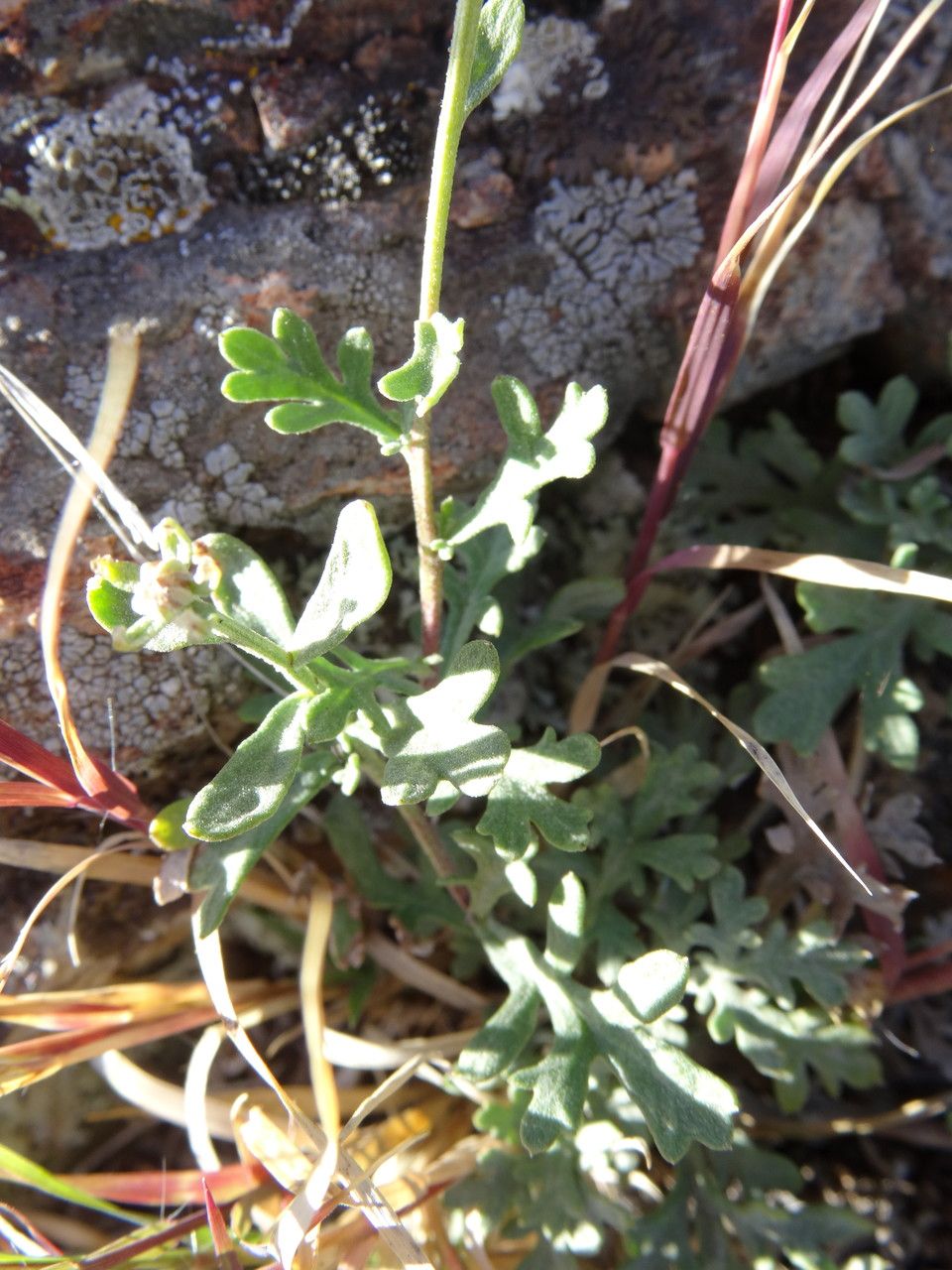 Chrysanthemum sinuatum — houseplant care guide