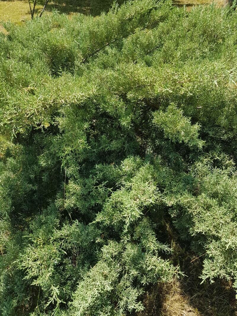 Callitris oblonga leaf