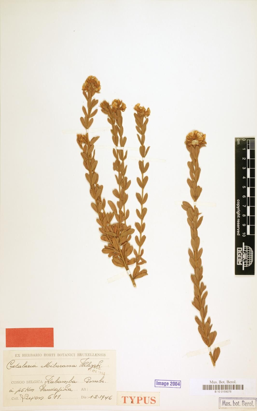 Crotalaria milneana — houseplant care guide