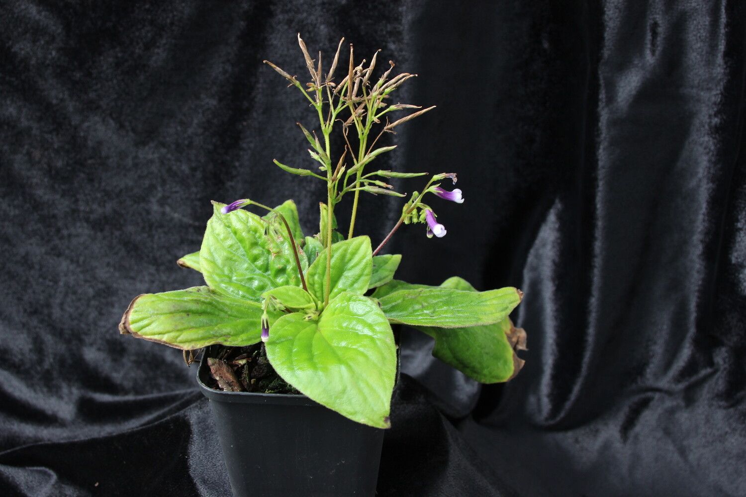 Streptocarpus variabilis habit
