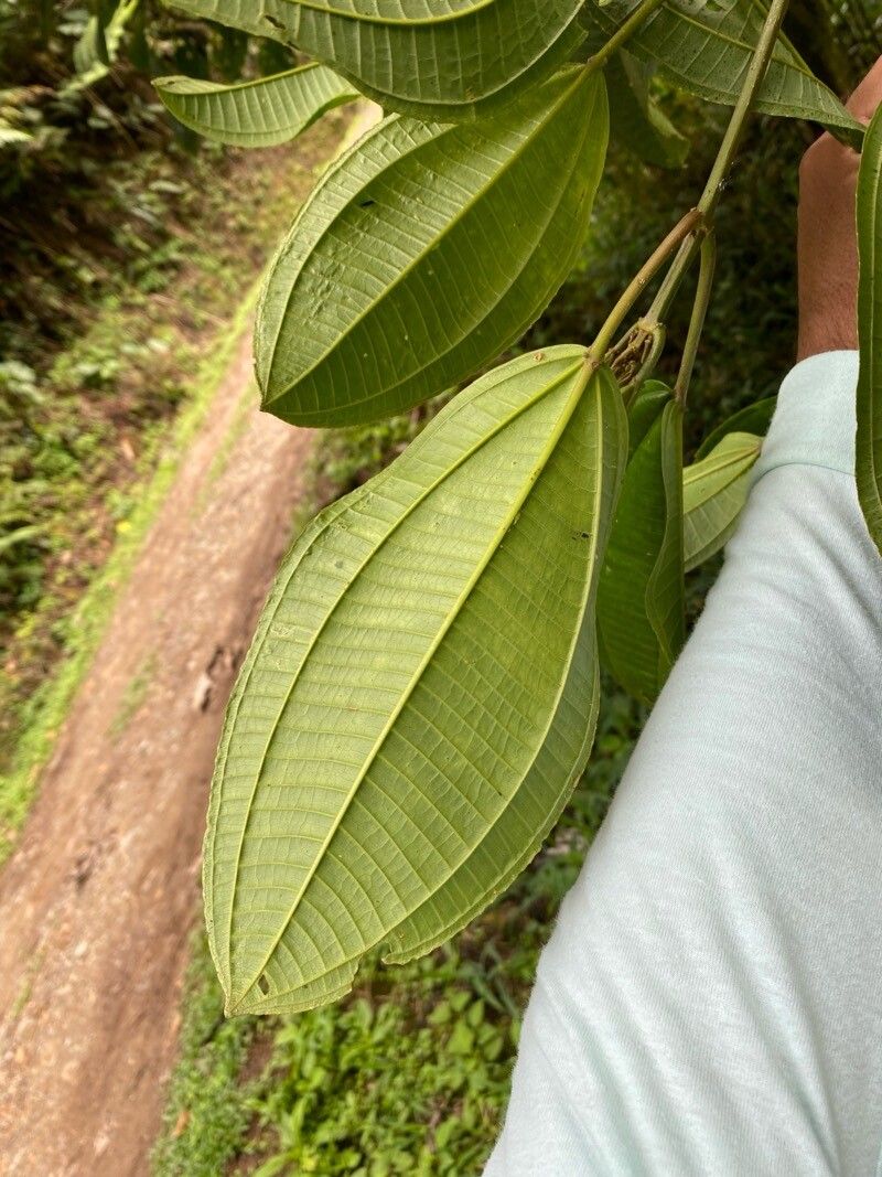 Miconia bigibbosa — houseplant care guide