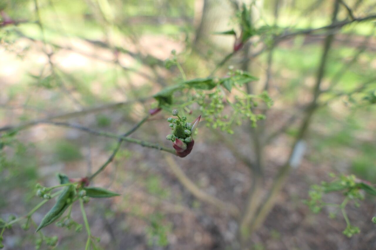 Euonymus oxyphyllus flower