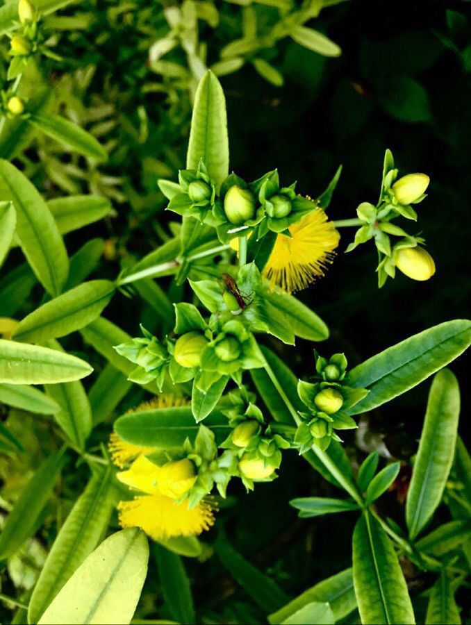 Hypericum kalmianum fruit