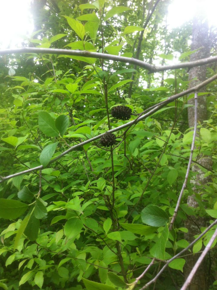 Alnus maritima habit