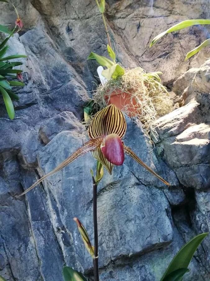 Paphiopedilum rothschildianum flower