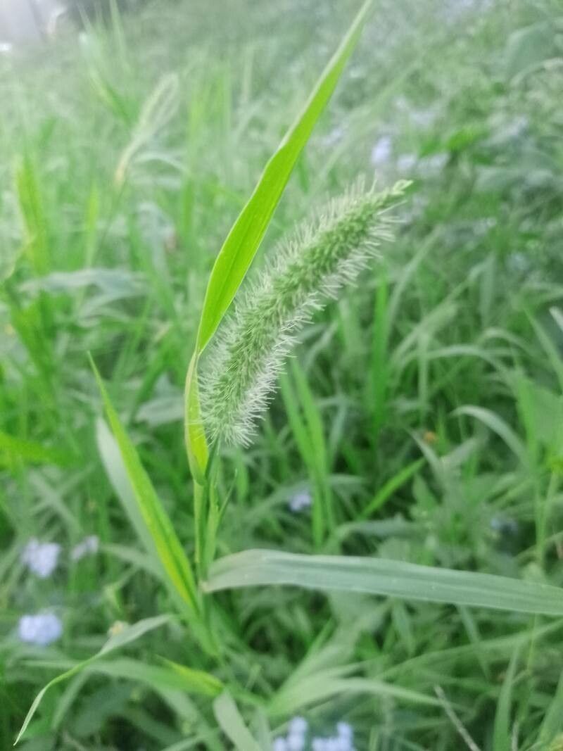 Setaria italica flower