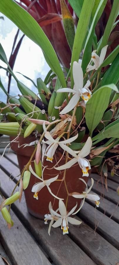 Coelogyne viscosa — houseplant care guide