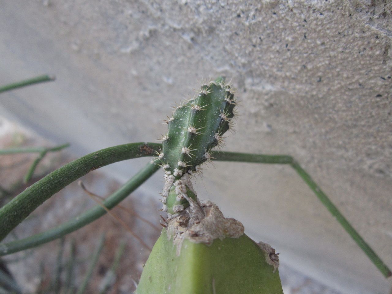 Euphorbia dregeana bark