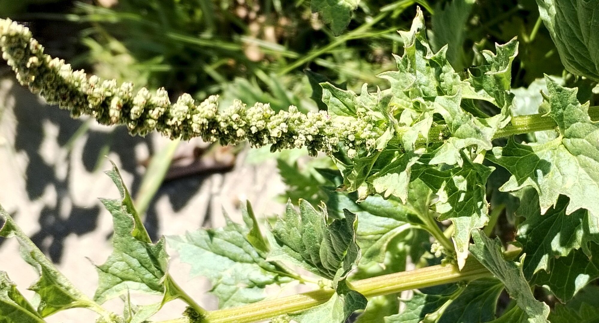 Blitum californicum — related species from the same genus