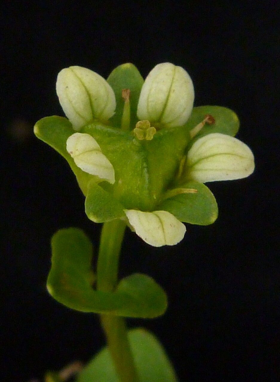 Parnassia kumaonica — search result for 'Parnassia'