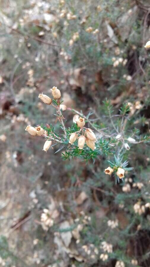 Erica cinerea fruit