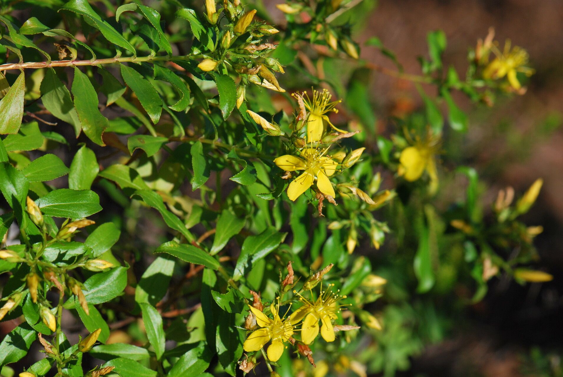 Hypericum glandulosum leaf