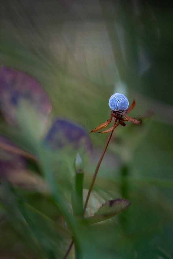 Lysimachia europaea fruit