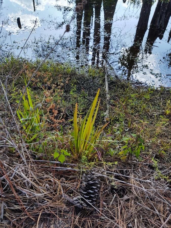 Lachnanthes caroliana habit