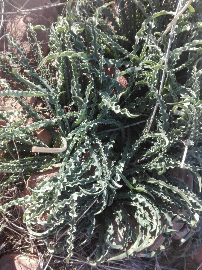 Ledebouria undulata leaf