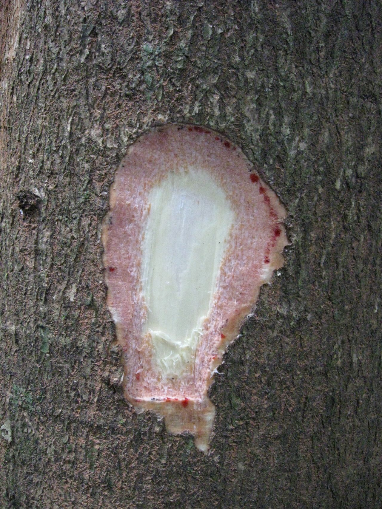 Rhodognaphalon brevicuspe bark